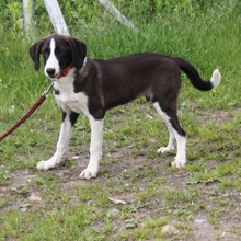 STELLA, Hund, Mischlingshund in Warder - Bild 6