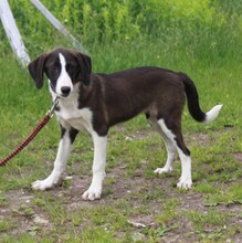 STELLA, Hund, Mischlingshund in Warder - Bild 7