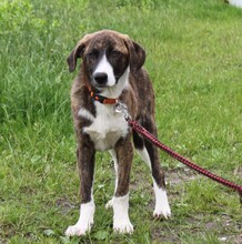 ARIA, Hund, Mischlingshund in Elmshorn - Bild 1