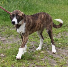 ARIA, Hund, Mischlingshund in Elmshorn - Bild 2