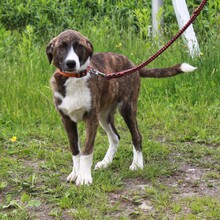 ARIA, Hund, Mischlingshund in Elmshorn - Bild 3