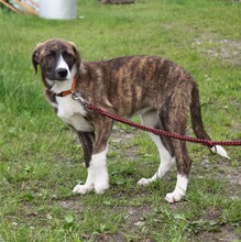 ARIA, Hund, Mischlingshund in Elmshorn - Bild 4
