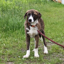 ARIA, Hund, Mischlingshund in Elmshorn - Bild 5