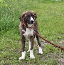 ARIA, Hund, Mischlingshund in Elmshorn - Bild 6