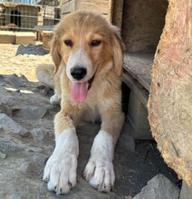 MAX, Hund, Mischlingshund in Warder - Bild 1