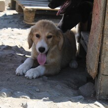 MAX, Hund, Mischlingshund in Warder - Bild 3