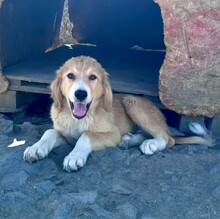 MAX, Hund, Mischlingshund in Warder - Bild 4