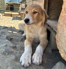 MAX, Hund, Mischlingshund in Warder - Bild 6