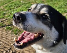 JOHN, Hund, Mischlingshund in Griechenland - Bild 1