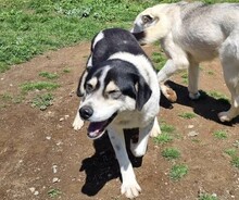 JOHN, Hund, Mischlingshund in Griechenland - Bild 2