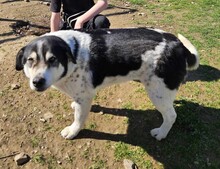JOHN, Hund, Mischlingshund in Griechenland - Bild 3