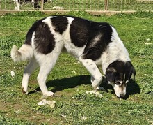 JOHN, Hund, Mischlingshund in Griechenland - Bild 4