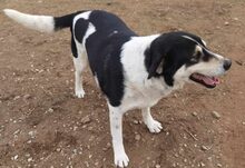 JOHN, Hund, Mischlingshund in Griechenland - Bild 5