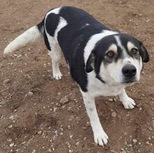 JOHN, Hund, Mischlingshund in Griechenland - Bild 6