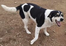 JOHN, Hund, Mischlingshund in Griechenland - Bild 7