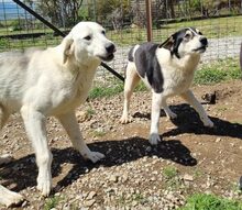 JOHN, Hund, Mischlingshund in Griechenland - Bild 8
