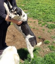 JOHN, Hund, Mischlingshund in Griechenland - Bild 9