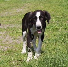 MORITZ, Hund, Mischlingshund in Warder - Bild 1
