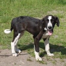 MORITZ, Hund, Mischlingshund in Warder - Bild 2
