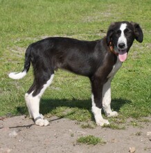 MORITZ, Hund, Mischlingshund in Warder - Bild 3