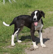 MORITZ, Hund, Mischlingshund in Warder - Bild 5