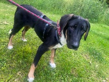 LOTTA, Hund, Mischlingshund in Ammersbek - Bild 1