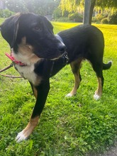 LOTTA, Hund, Mischlingshund in Ammersbek - Bild 2