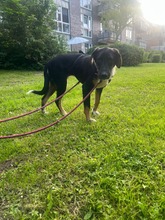 LOTTA, Hund, Mischlingshund in Ammersbek - Bild 4