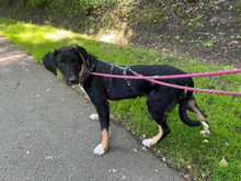 LOTTA, Hund, Mischlingshund in Ammersbek - Bild 5