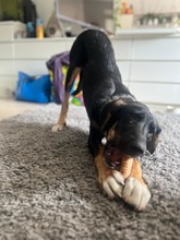 LOTTA, Hund, Mischlingshund in Ammersbek - Bild 6