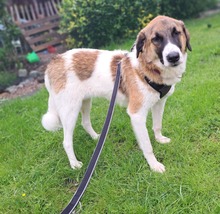 ANKA, Hund, Mischlingshund in Krempdorf - Bild 1