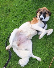 ANKA, Hund, Mischlingshund in Krempdorf - Bild 2