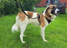 ANKA, Hund, Mischlingshund in Krempdorf - Bild 3