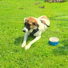 ANKA, Hund, Mischlingshund in Krempdorf - Bild 4