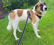 ANKA, Hund, Mischlingshund in Krempdorf - Bild 5