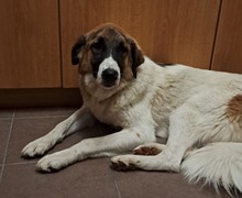 ANKA, Hund, Mischlingshund in Krempdorf - Bild 6