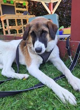 ANKA, Hund, Mischlingshund in Krempdorf - Bild 7