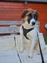 ANKA, Hund, Mischlingshund in Krempdorf - Bild 8