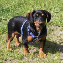 AMY, Hund, Mischlingshund in Warder - Bild 1