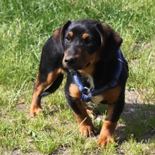 AMY, Hund, Mischlingshund in Warder - Bild 2