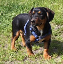 AMY, Hund, Mischlingshund in Warder - Bild 3