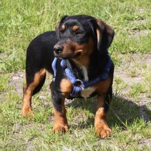 AMY, Hund, Mischlingshund in Warder - Bild 4