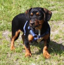 AMY, Hund, Mischlingshund in Warder - Bild 5