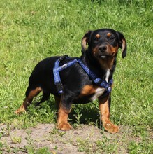 AMY, Hund, Mischlingshund in Warder - Bild 6