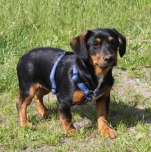 AMY, Hund, Mischlingshund in Warder - Bild 7