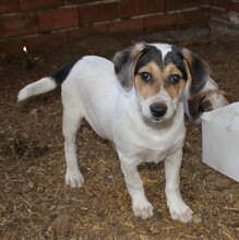 SAMMY, Hund, Mischlingshund in Warder - Bild 1