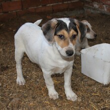 SAMMY, Hund, Mischlingshund in Warder - Bild 2