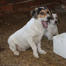 SAMMY, Hund, Mischlingshund in Warder - Bild 3