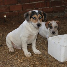 SAMMY, Hund, Mischlingshund in Warder - Bild 4