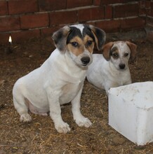 SAMMY, Hund, Mischlingshund in Warder - Bild 5